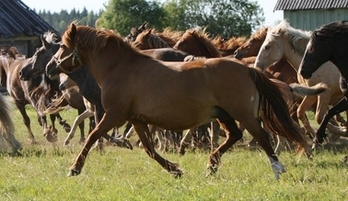 Eesti hobune Anca