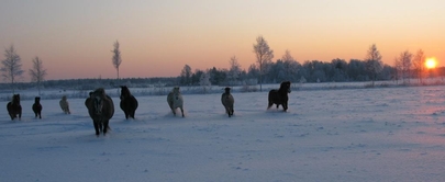 Eesti tõugu hobused - Voore Tallid