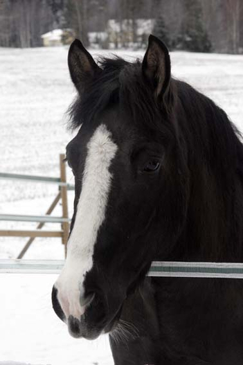 Voore Tallid - estonian native horse  Voore Adoor