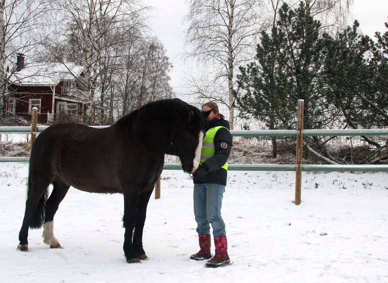Voore Tallid - estonian native horse  Voore Adoor