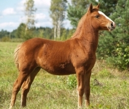 Eesti Hobune Voore Tessa - Voore Tallid
