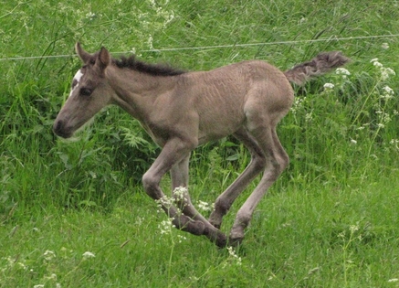 Eesti hobune Voore Ambra