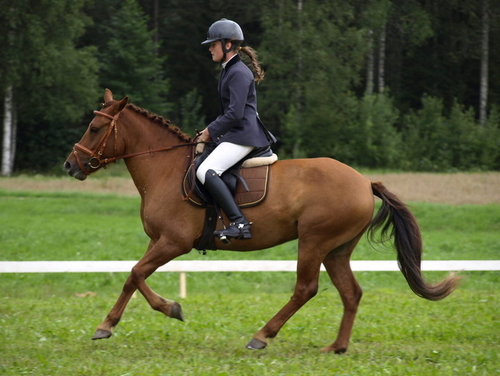 Voore Tallid - eesti tõugu hobune Voore Anet