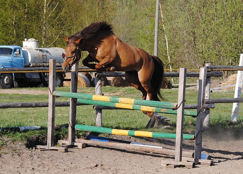 Voore Tallid - eesti tõugu hobune Voore Anet