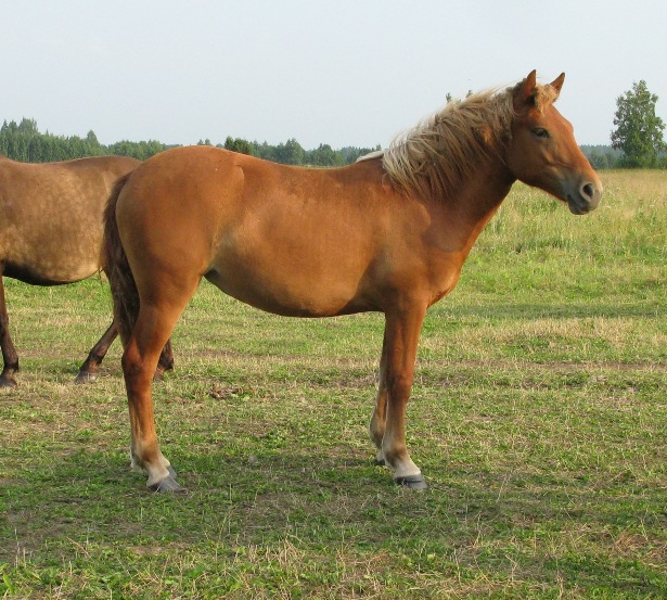 Voore Tallid - eesti hobune Voore Tanna