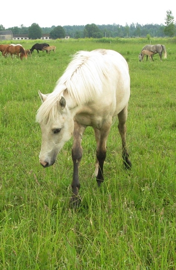 Voore Tallid - eesti hobune Voore Tarapita