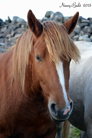 eesti tugu hobune