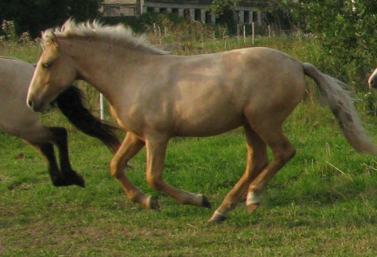 Voore Tallid - eesti hobune Voore Treia