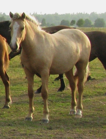 Voore Tallid - eesti hobune Voore Treia